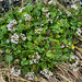 Danish Scurvey Grass by lifeat60degrees