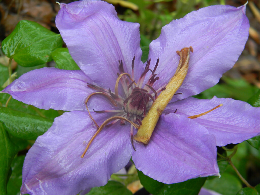Purple Clematis Flower  by sfeldphotos