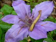 21st Apr 2024 - Purple Clematis Flower 