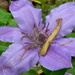 Purple Clematis Flower 
