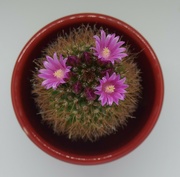 21st Apr 2024 - Cactus flower Triangle 