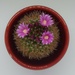 Cactus flower Triangle 