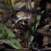 trout lily 
