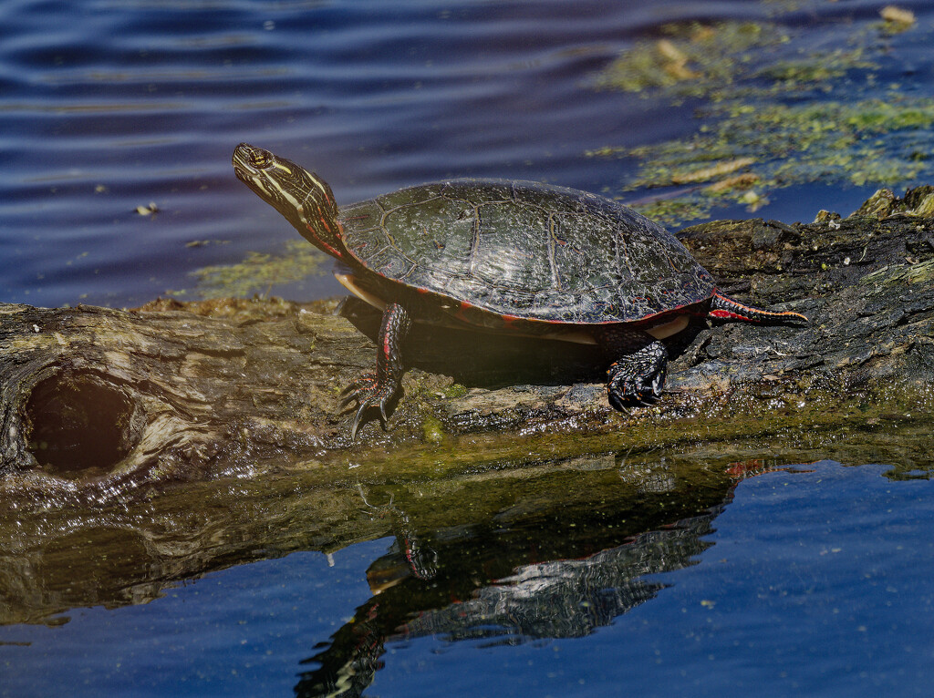 painted turtle on a log by rminer
