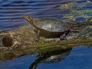 21st Apr 2024 - painted turtle on a log