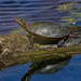 painted turtle on a log