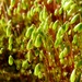 moss sporophyte