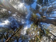 21st Apr 2024 - Forest Canopy