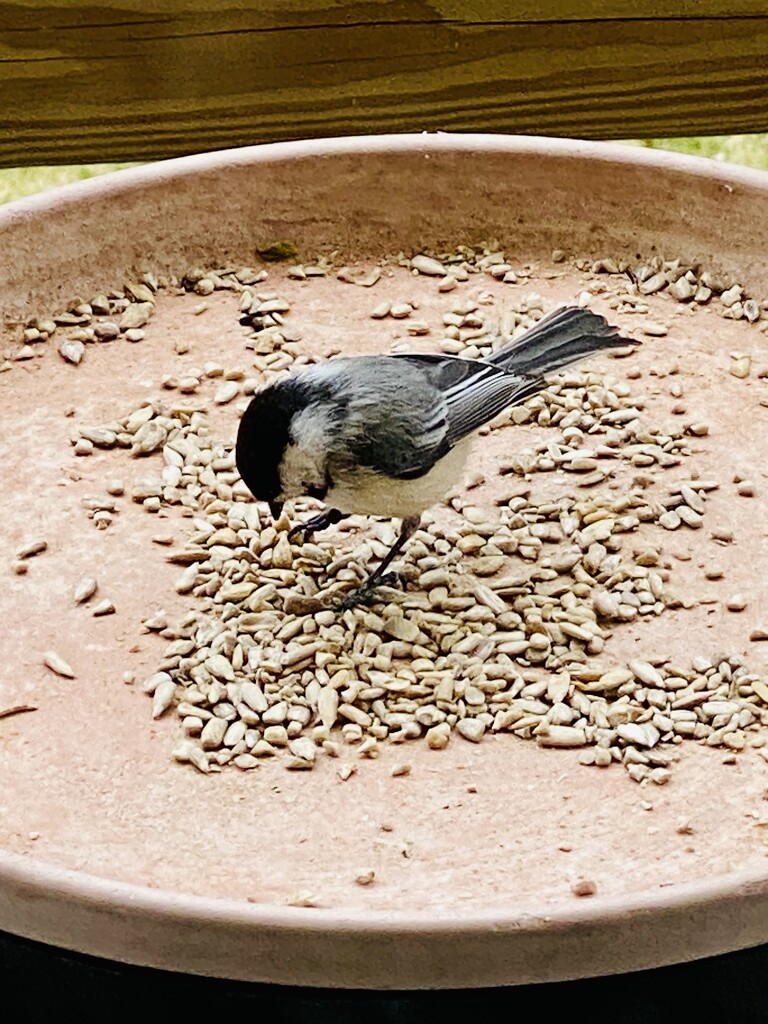  Black-capped Chickadee by mtb24