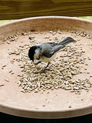 21st Apr 2024 -  Black-capped Chickadee