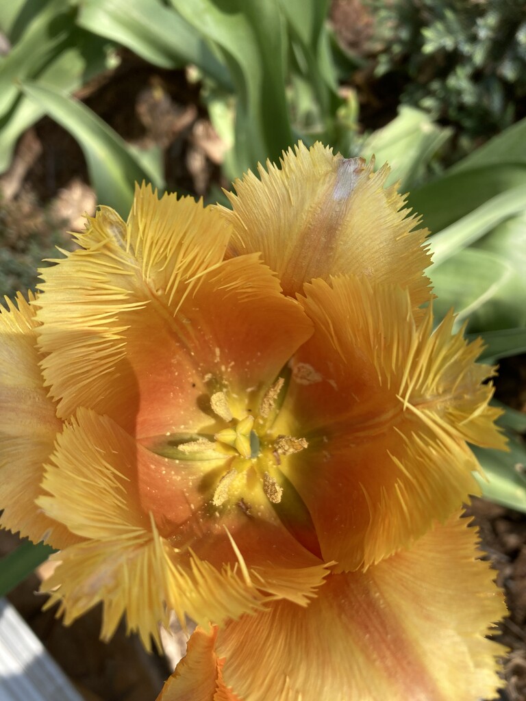 A fringed tulip from a friend’s garden by illinilass