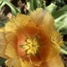 A fringed tulip from a friend’s garden