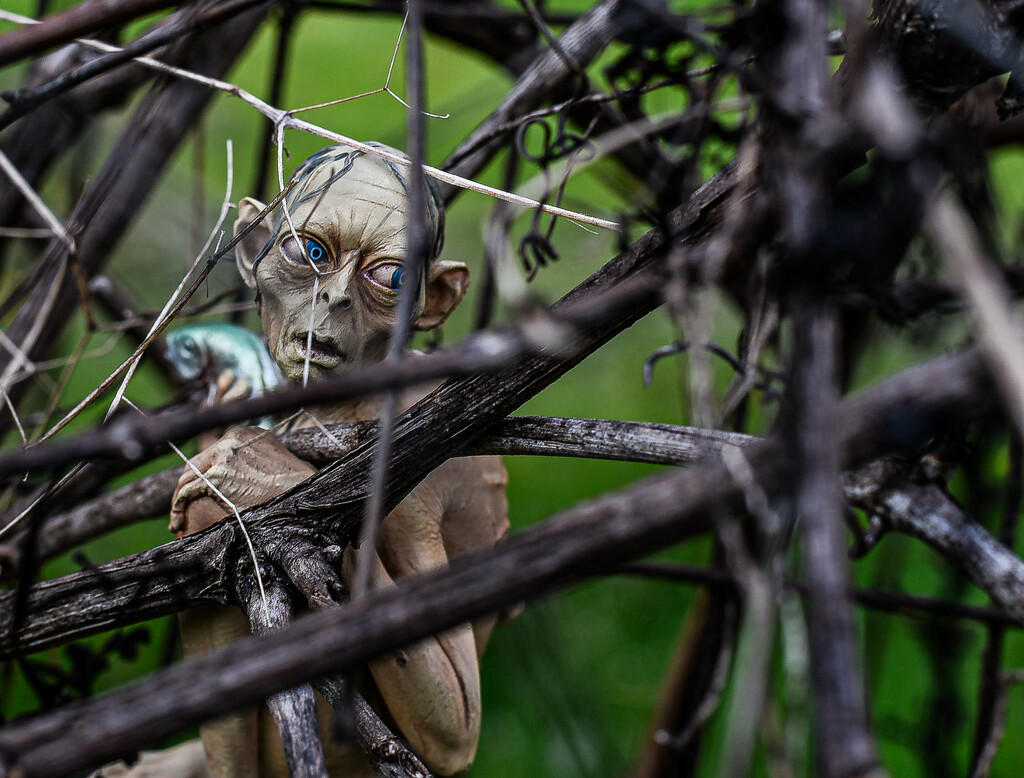 Smeagol among the grapevines by darchibald