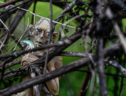 21st Apr 2024 - Smeagol among the grapevines