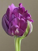 21st Apr 2024 - Parrot Tulip