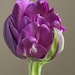Parrot Tulip by paintdipper