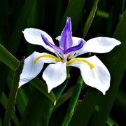 22nd Apr 2024 - Dietes grandiflora or "Wild Iris" ~ 