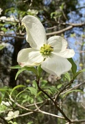 15th Apr 2024 - dogwoods are in bloom!