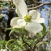 dogwoods are in bloom! by wiesnerbeth