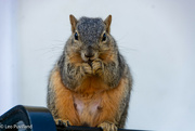 21st Apr 2024 - Squirrel