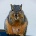 Squirrel by leopuv