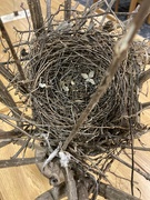 18th Apr 2024 - shannon gave me a nest!