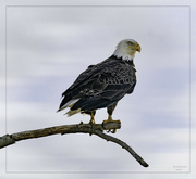 21st Apr 2024 - Eagle on Eagle Center Road