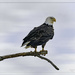 Eagle on Eagle Center Road by bluemoon