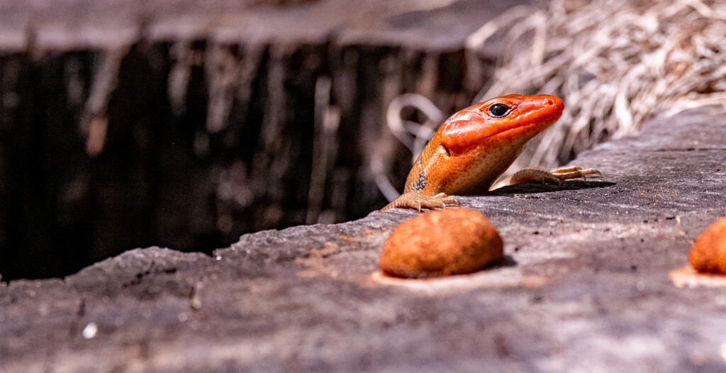 Broadhead Skink, Checking Things Out! by rickster549