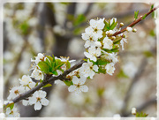 21st Apr 2024 - Blossom Branch