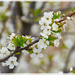 Blossom Branch by gardencat