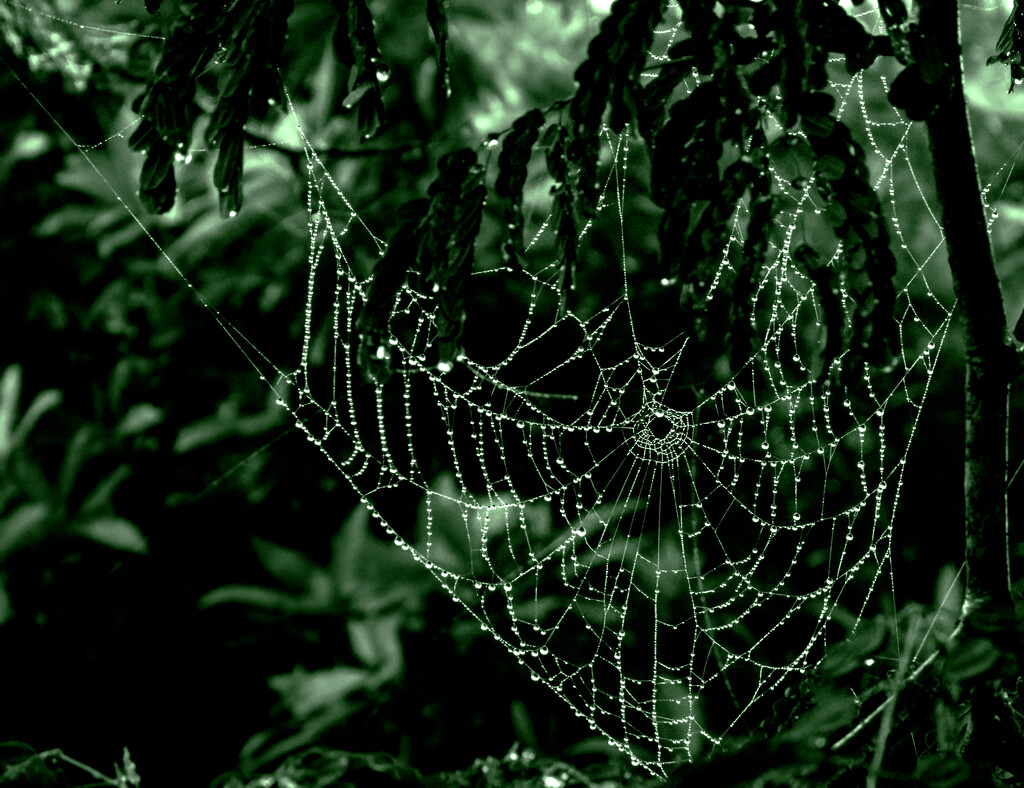 the dark web by koalagardens