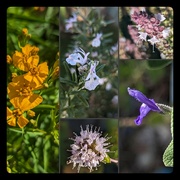 22nd Apr 2024 - Herbs Flowering