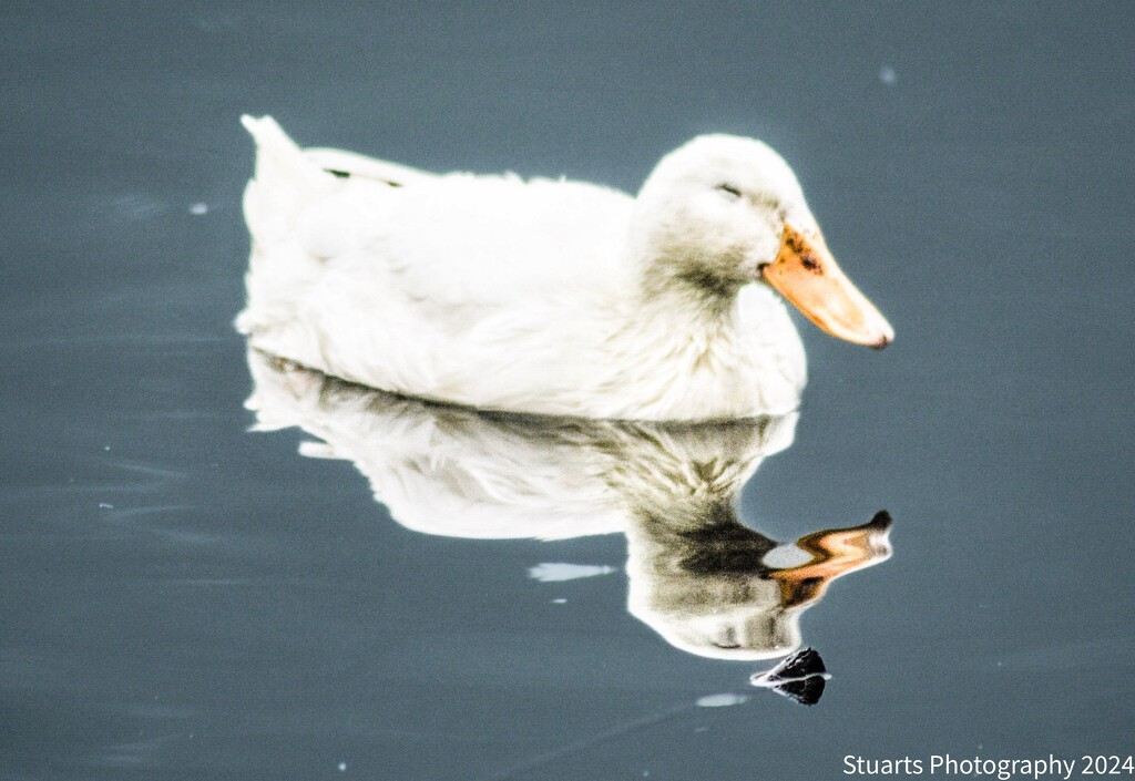 Domestic duck  by stuart46