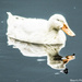 Domestic duck  by stuart46