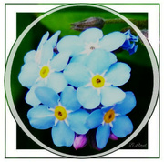22nd Apr 2024 - Forget-me-not. 