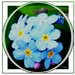 Forget-me-not. 