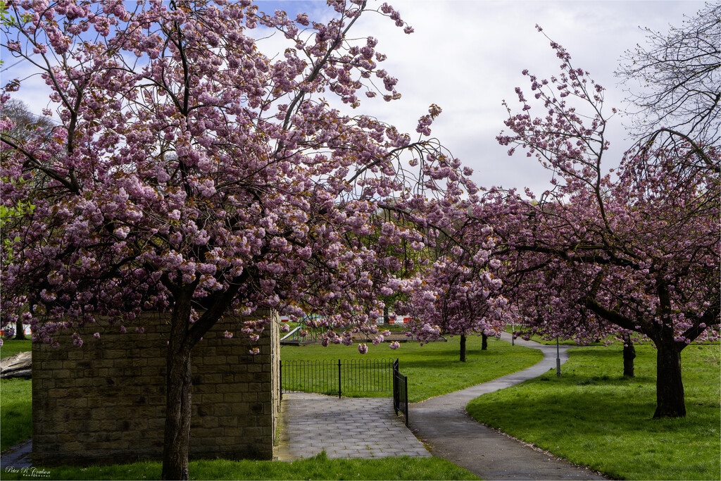Park Pathway by pcoulson