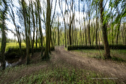 21st Apr 2024 - ICM in the woods