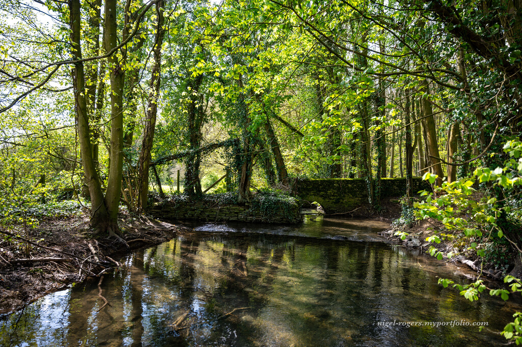 Woodland waterways by nigelrogers