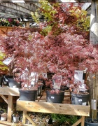 22nd Apr 2024 - Acer...........