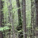 Tender green leaves in the woods... by marlboromaam