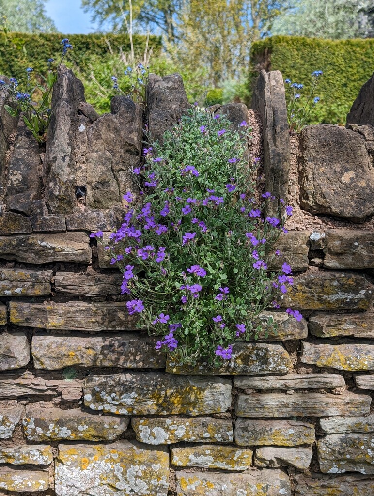 AUBRETIA. by derekskinner