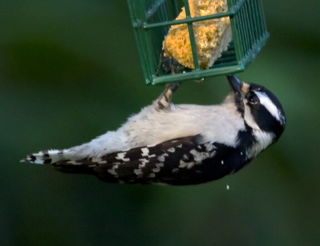 Female Downy Woodpecker by peachfront