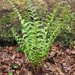 Woodland fern.  by happyteg