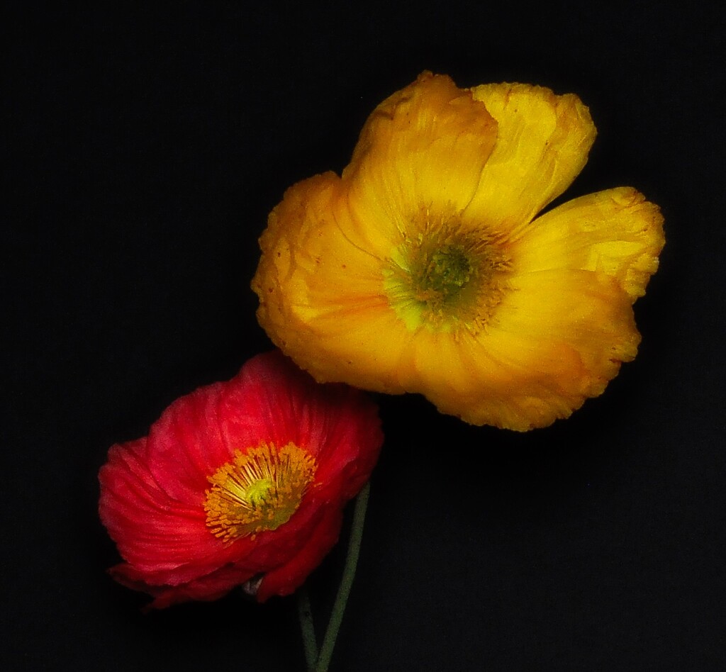 Poppies  by joysfocus