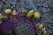 21st Apr 2024 - 4 21 Candelabra of cactus flowers