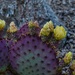 4 21 Candelabra of cactus flowers