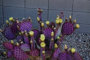 21st Apr 2024 - 4 21 Purple Prickly Pear and blooms