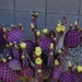 4 21 Purple Prickly Pear and blooms by sandlily